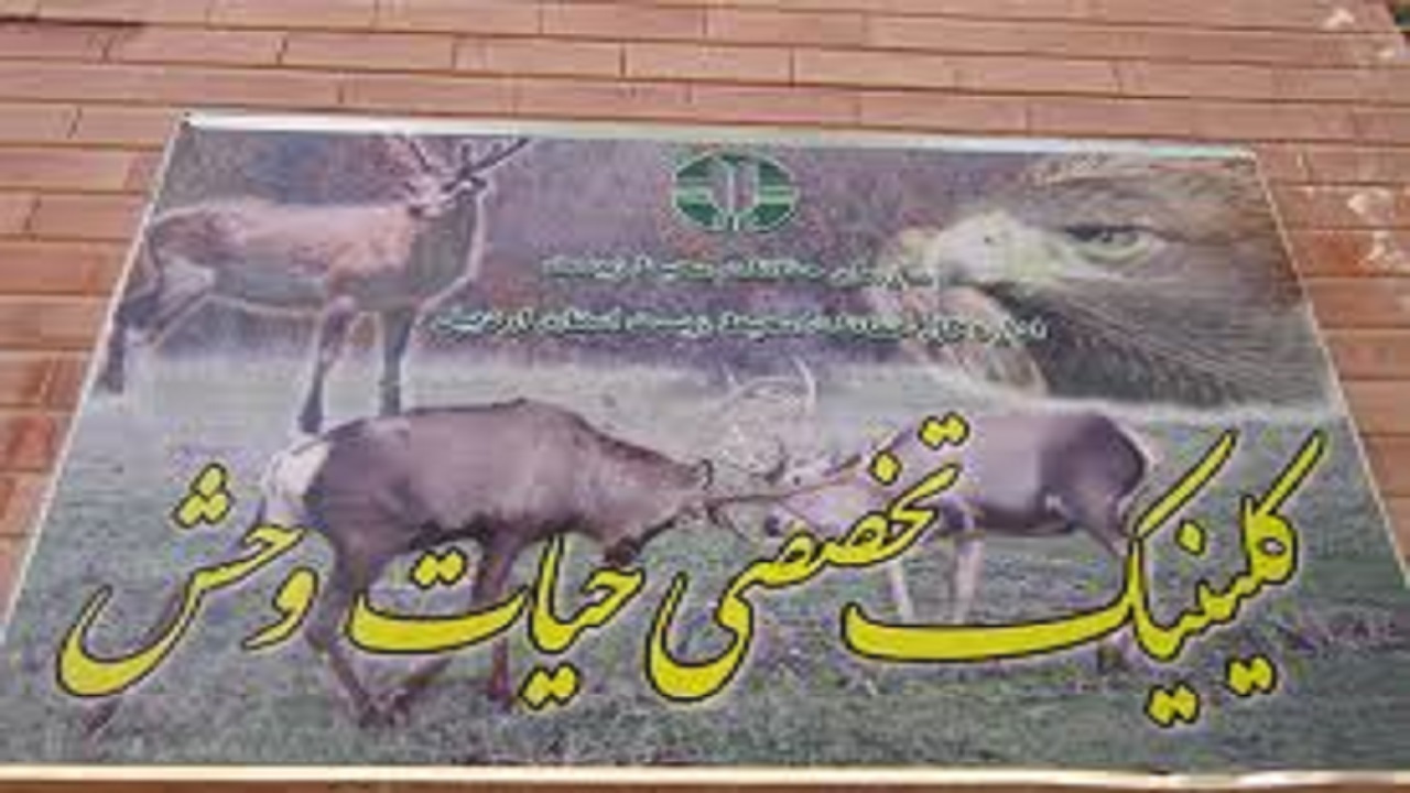 تیمار ۱۱۲ مورد حیات وحش در کلینیک تخصصی حیات وحش استان اردبیل