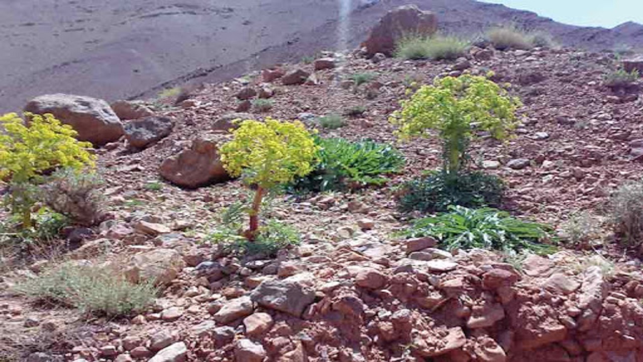برداشت ۲۰ تن آنغوزه و آویشن از مراتع خراسان جنوبی