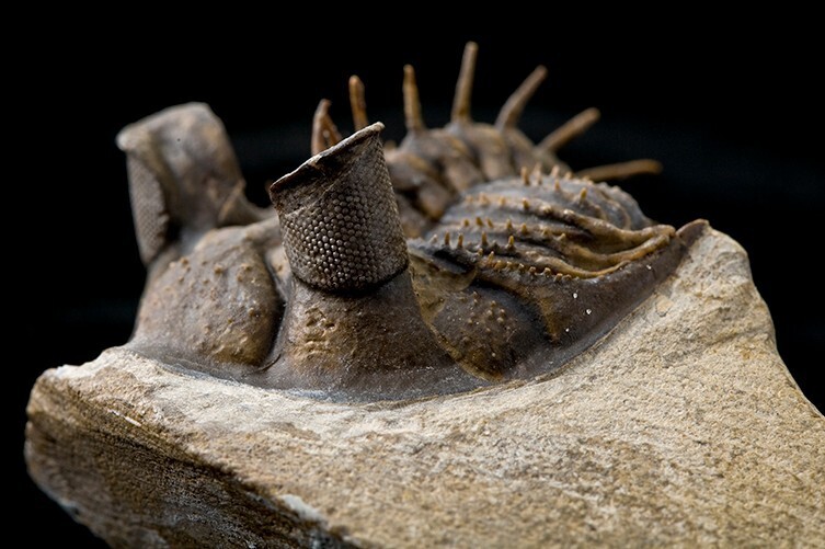 Trilobites (Trilobita) Trilobites (Trilobita)