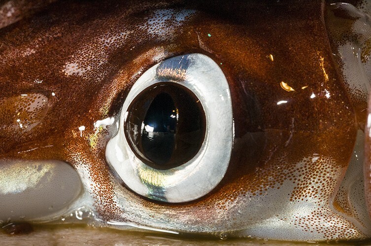 ماهی مرکب عظیم الجثه (Mesonychoteuthis hamiltoni) ماهی مرکب عظیم الجثه (Mesonychoteuthis hamiltoni)