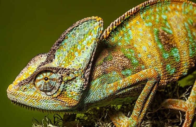 آفتاب پرست (Chamaeleonidae) آفتاب پرست (Chamaeleonidae)