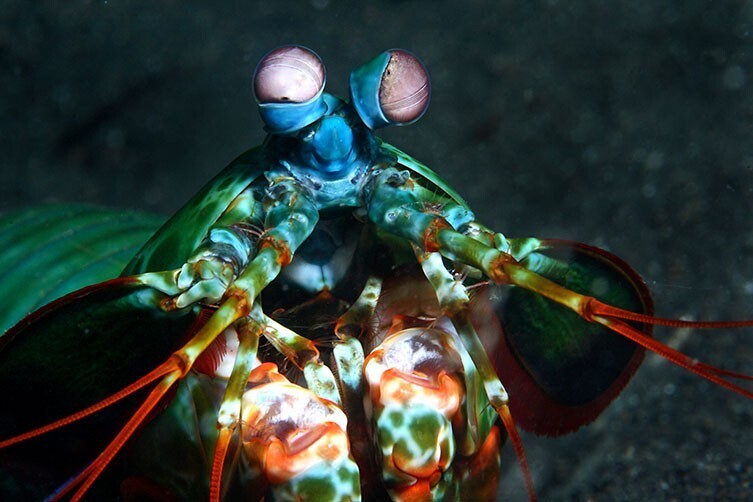 میگوی مانتیس (Stomatopoda) میگوی مانتیس (Stomatopoda)