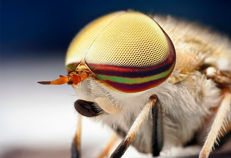 مگس نر اسبی (Tabanus lineola) مگس نر اسبی (Tabanus lineola)
