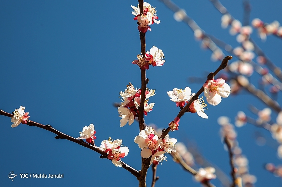 شکوفه‌های زیبای بهاری در خوی