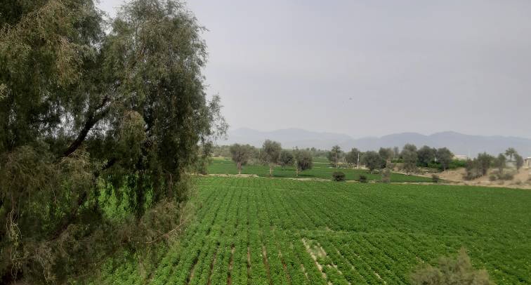 شهرستان منوجان