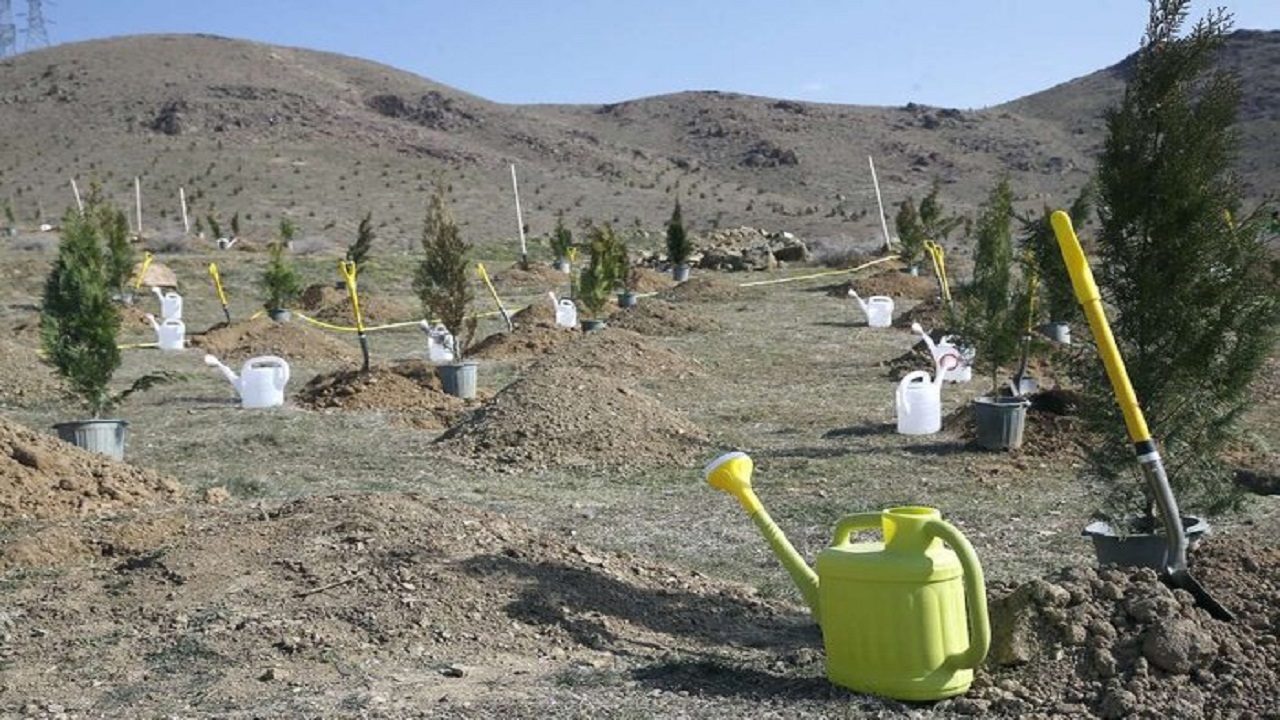 توسعه فضای سبز سمنان با تداوم نهال کاری‌ها