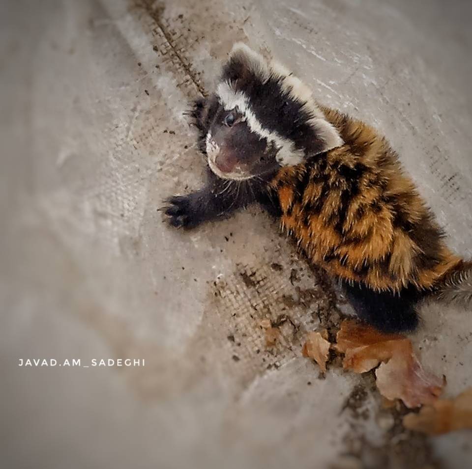 زرده بر
