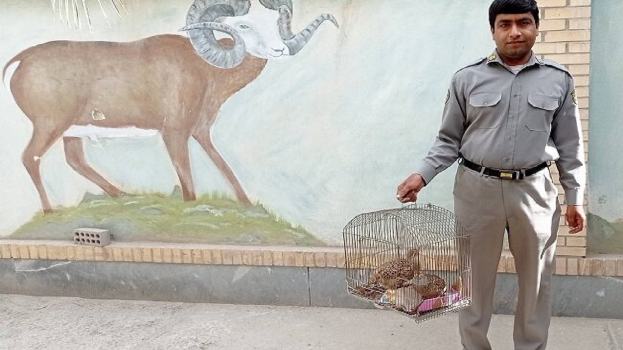 یک جفت پرنده از متخلفین در سراوان کشف و ضبط شد