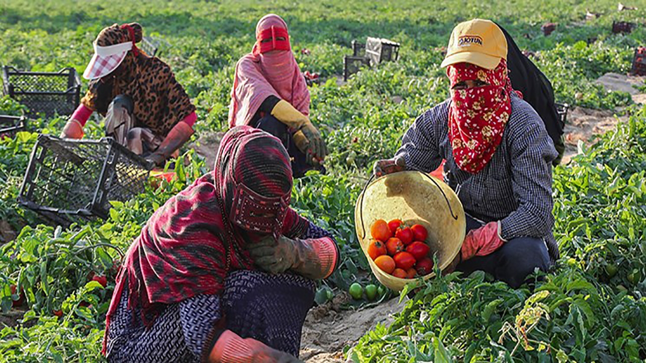 پرداخت هزار میلیارد تومان تسهیلات به مجریان طرح‌های کشاورزی هرمزگان