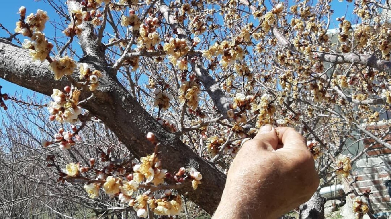 روش‌های موثر برای جلوگیری از سرمازدگی درختان