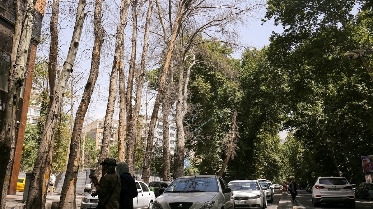 درختان خشکیده خیابان ولی عصر (عج) اثر هنری شدند