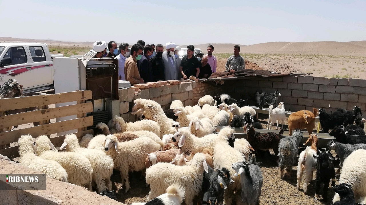 دام مازاد تولید کنندگان آذربایجان غربی خریداری می‌شود