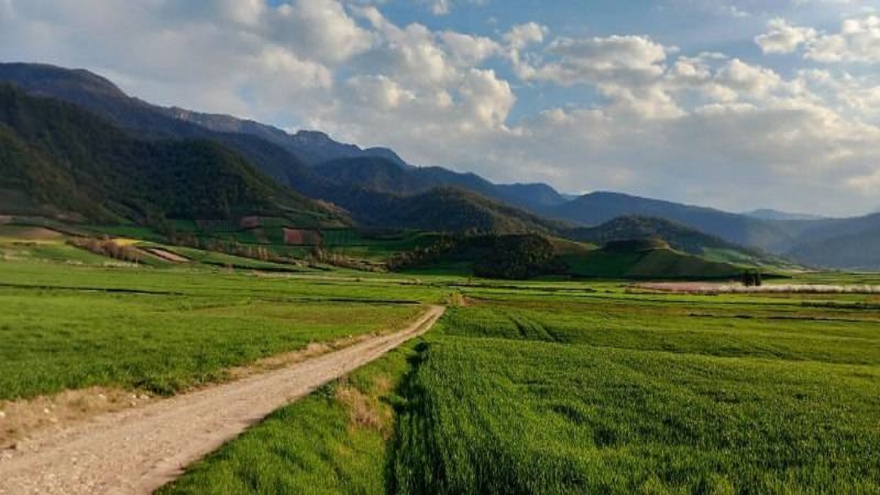 خودنمایی خوشه‌های گندم در مزارع روستای مرزبن + فیلم و تصاویر