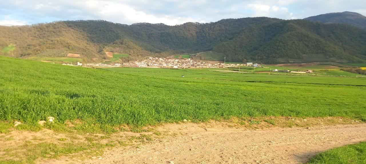 مزرعه گندم