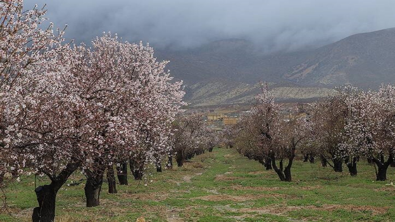 شکوفایی درختان بادام کوهی فیروزآباد در آستانه فصل بهار + فیلم