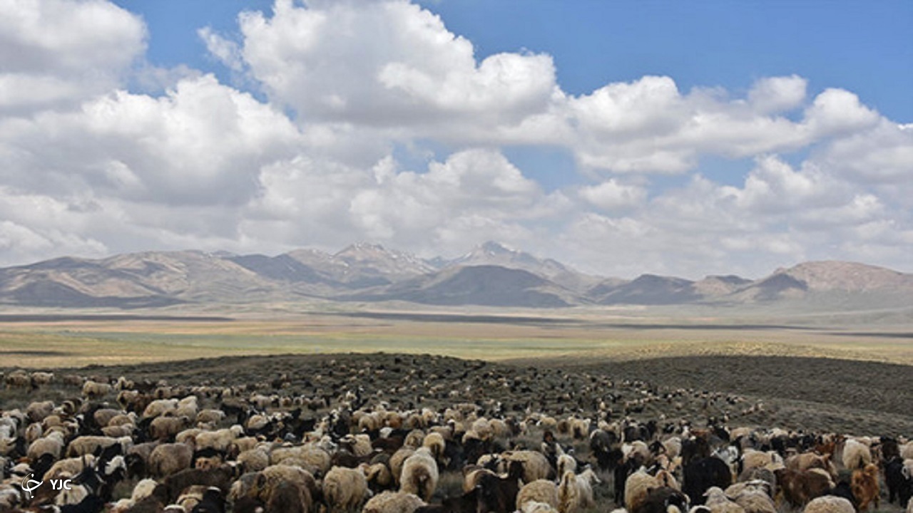 خرید دام مازاد تولید کنندگان آذربایجان غربی