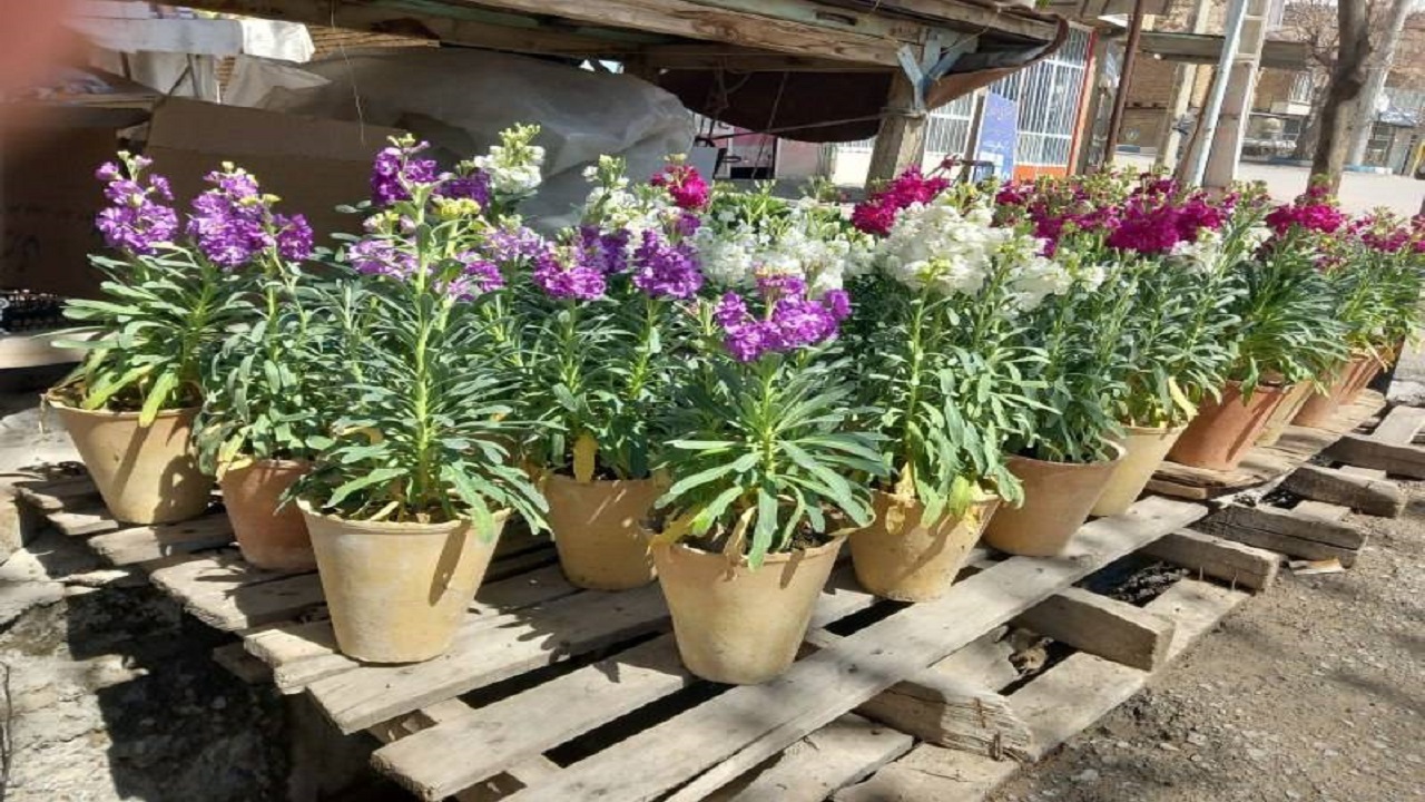 خودنمایی گلهای بهاری در بازار شب عید لارستان + تصاویر