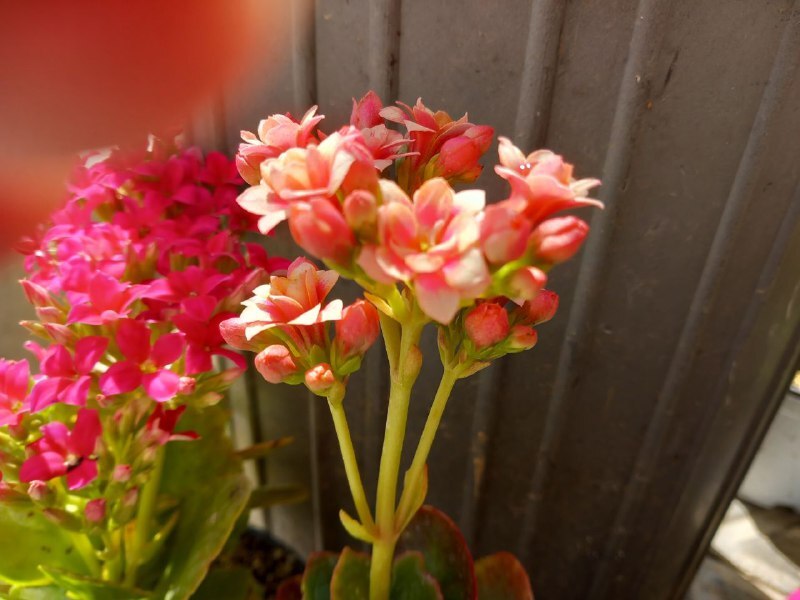 گل بهار