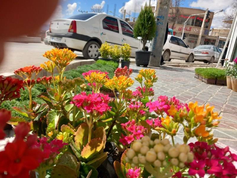 گل های بهاری