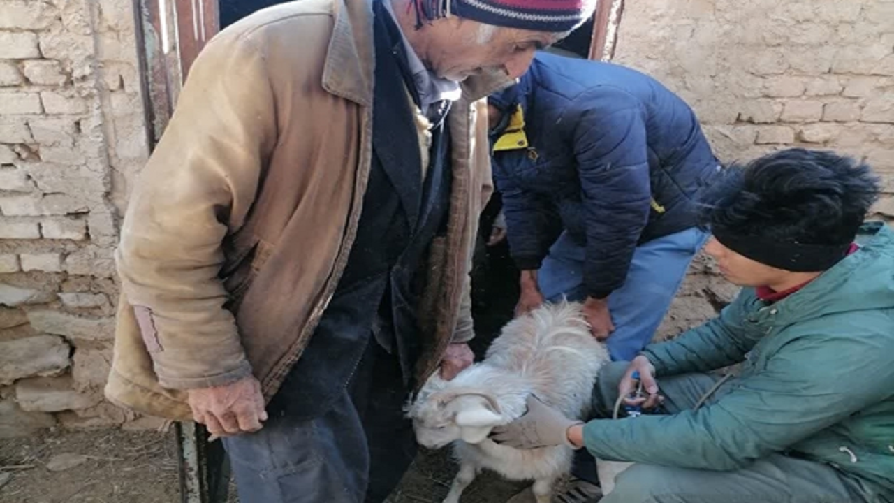 ابتلای یکی از کارکنان شبکه دامپزشکی کاشمر به بیماری تب مالت