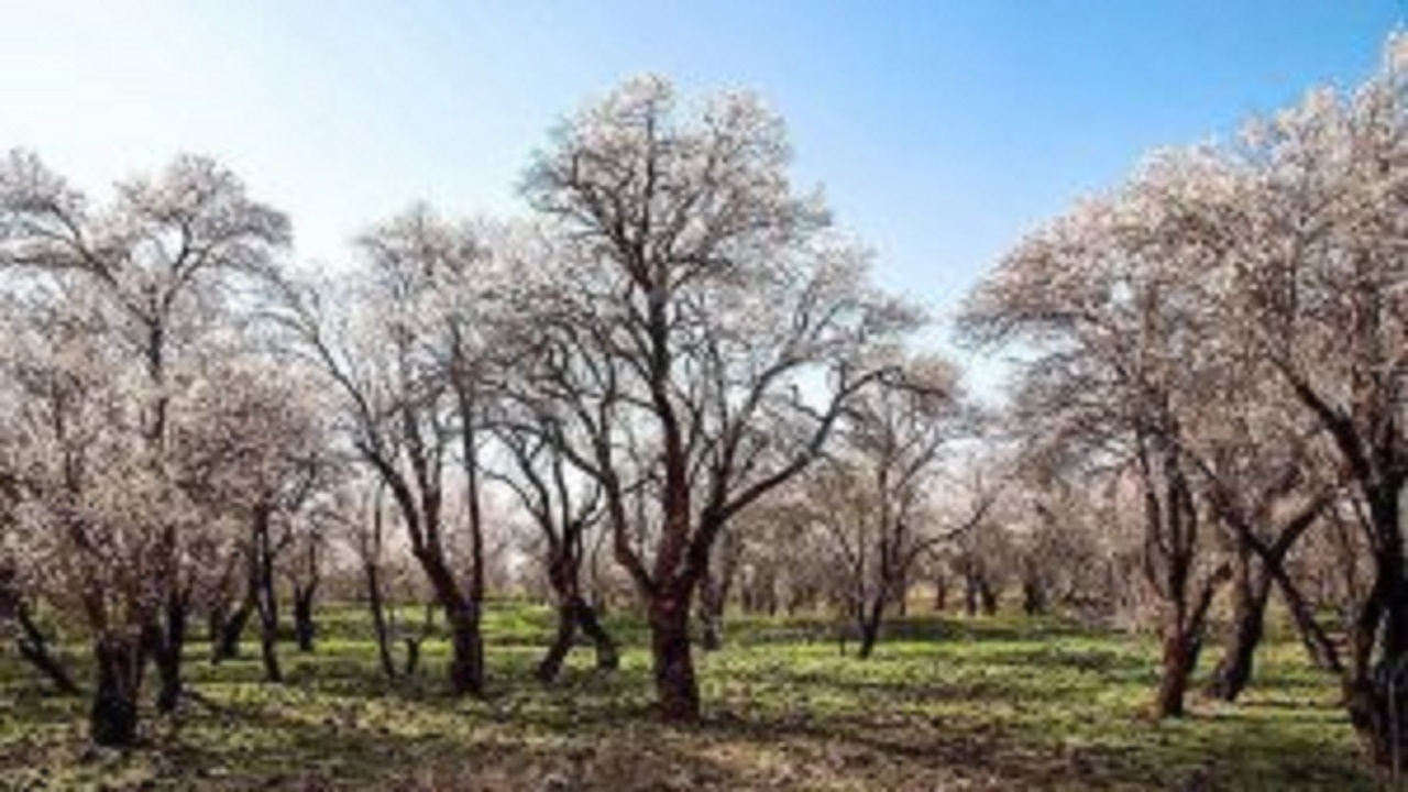 توقف عملیات تخریب در باغستان سنتی قزوین
