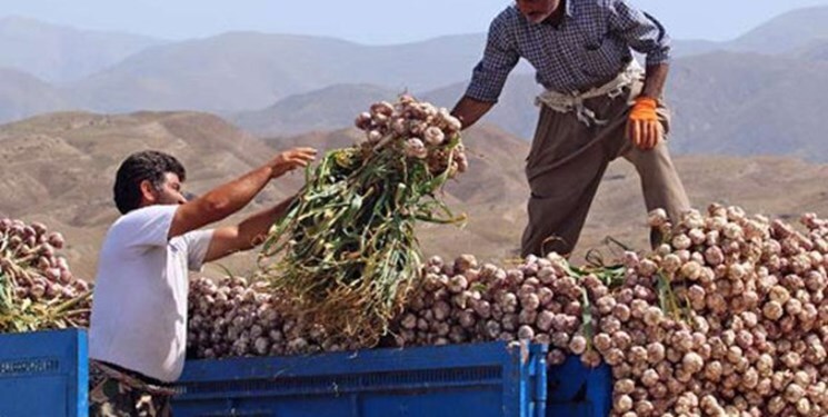 برگزاری جشنواره سیر و سبزی در رامهرمز