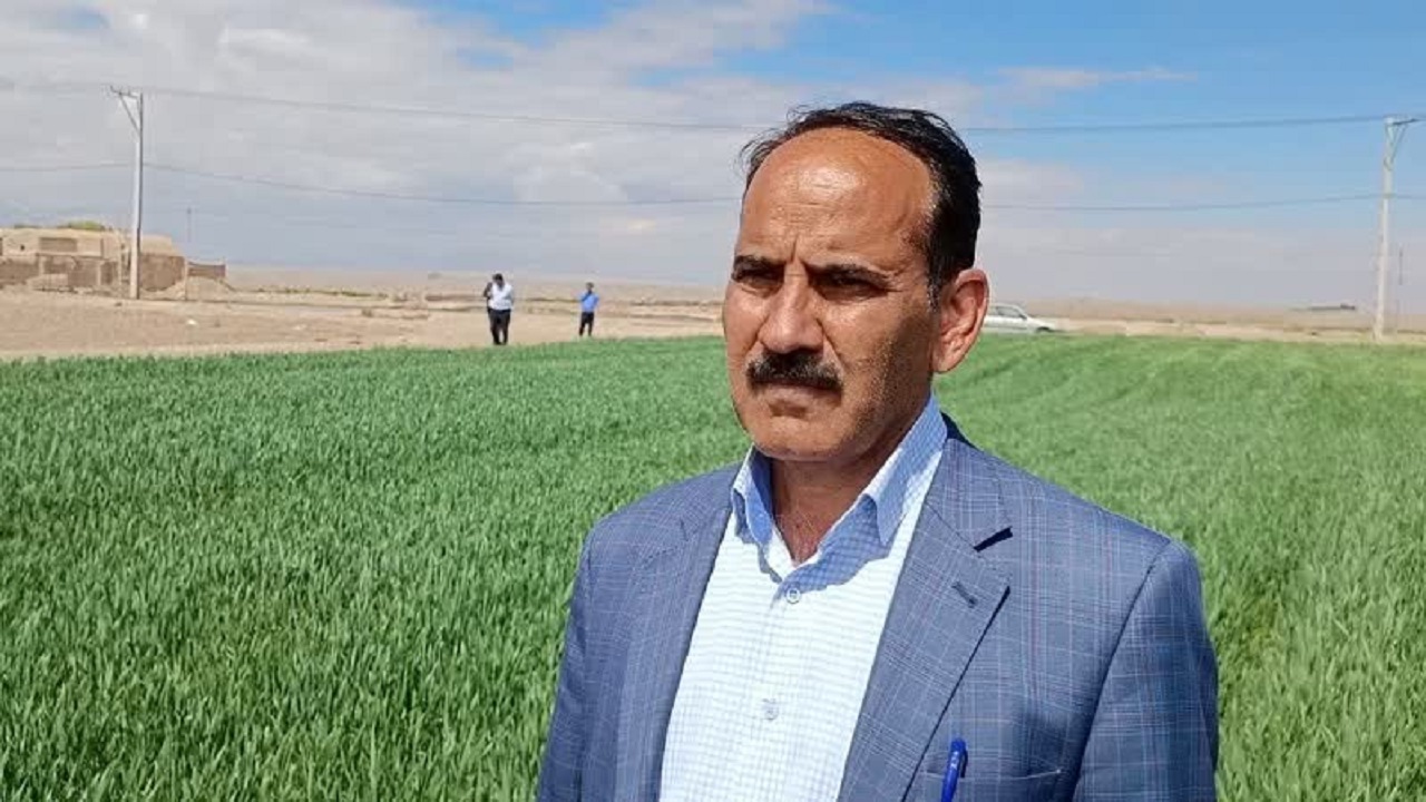 افزایش سطح زیر کشت گندم در خاتم