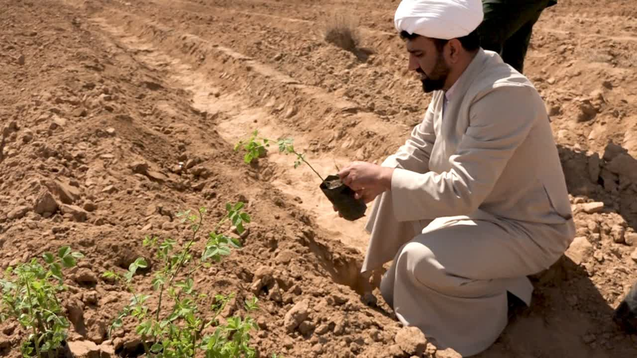 احداث گلستان فدک در دهنو دشت سبزدشت بافق / کاشت شش هزار اصله گل محمدی
