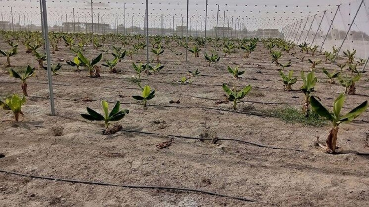ساخت یک هکتار موزستان در فضای گلخانه‌ای در زرآباد