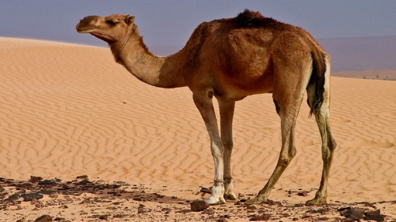 لحظه جذاب نزدیک شدن به شتر + فیلم