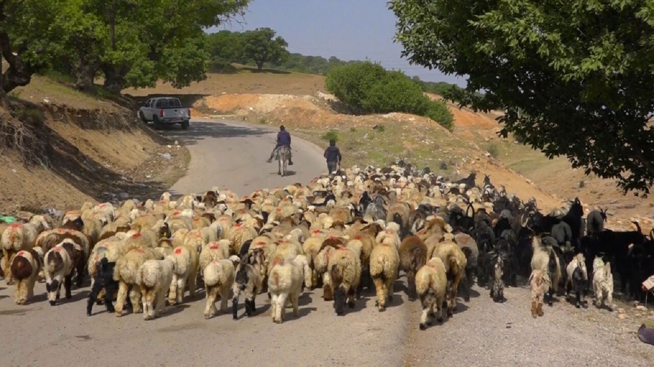 آغاز کوچ بهاره عشایر استان کرمانشاه