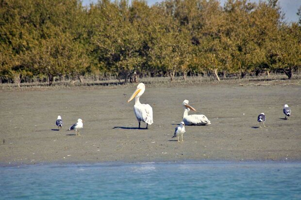 زیبایی های سواحل مکران