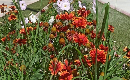گل های بهاری