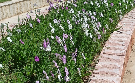 کاشت گل در معابر شهر