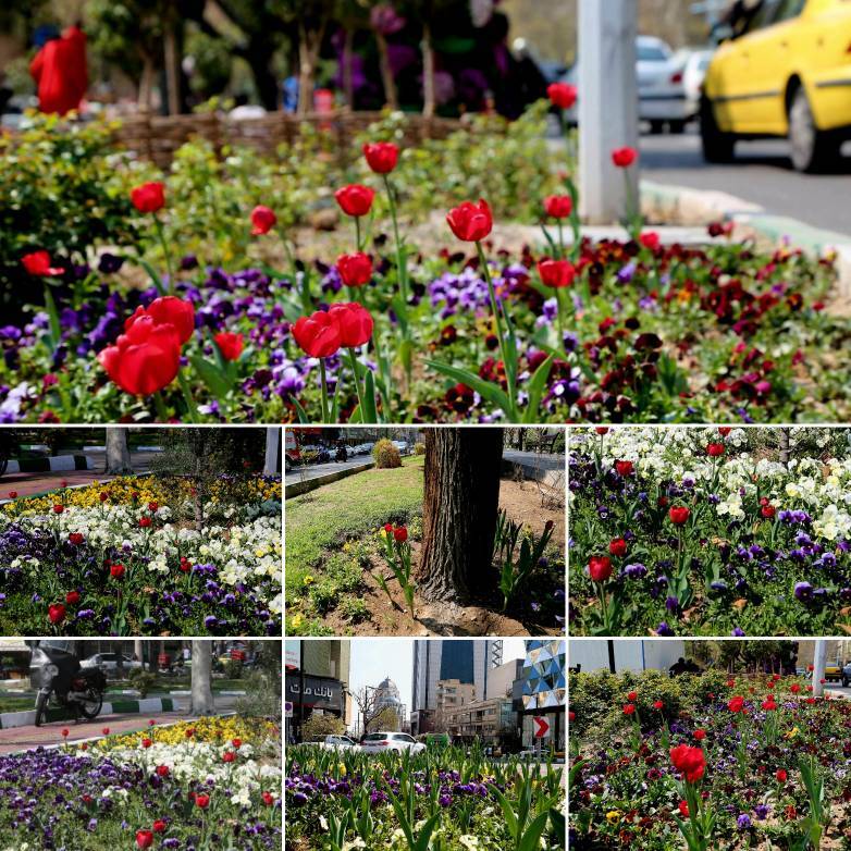 اجرای ۱۸۰۰ متر فرش گل در خیابان ولیعصر برای استقبال از نوروز