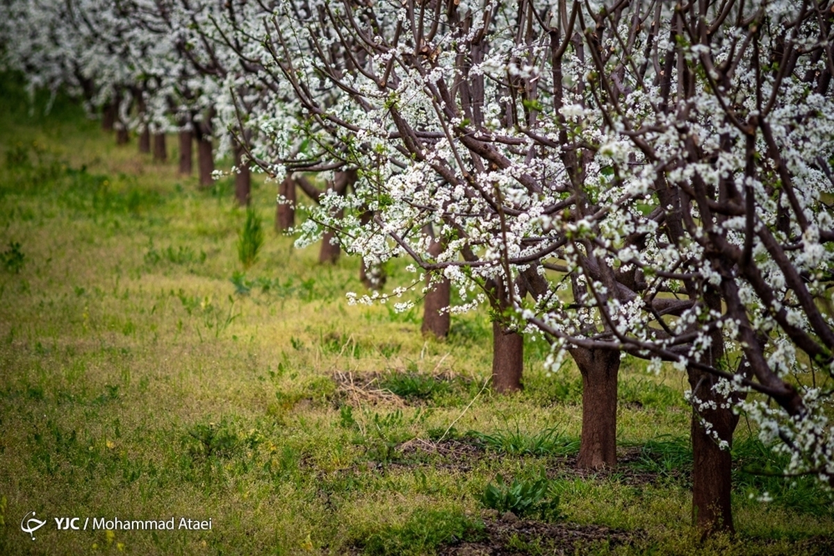 شکوفه‌های زیبای بهاری در خوی