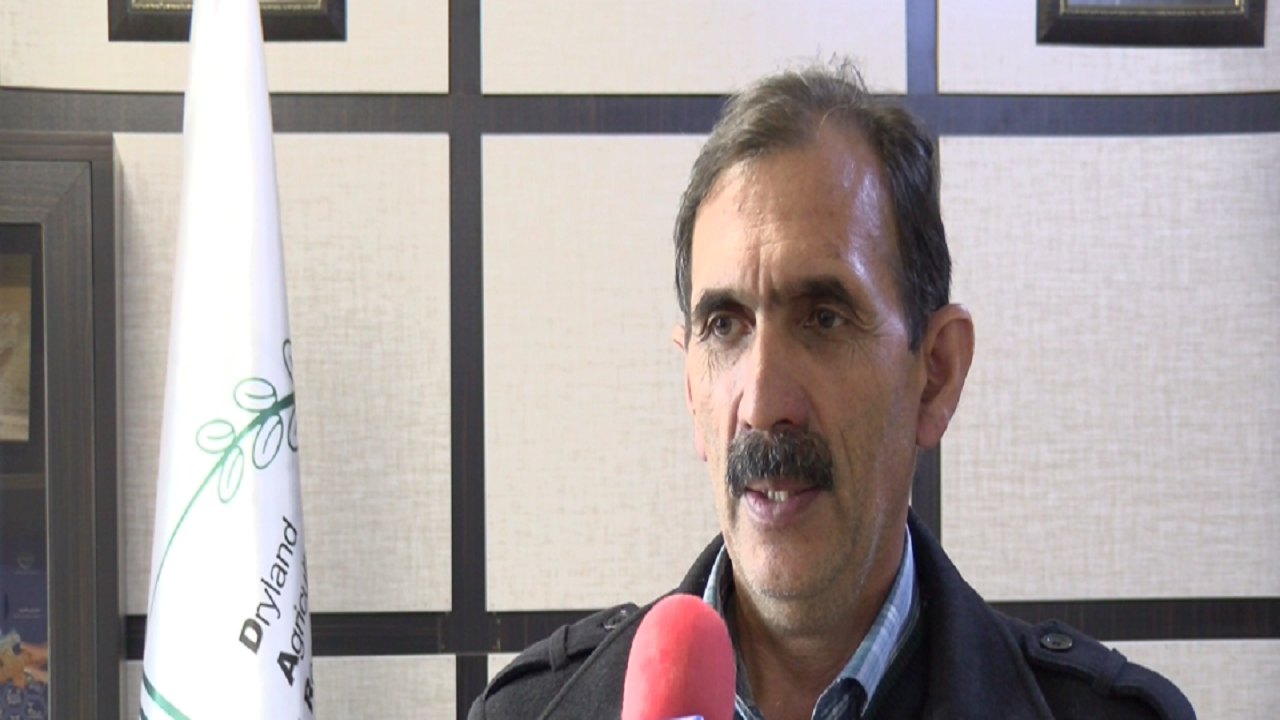 ضرورت رعایت اصول فنی در استفاده از کود سرک در زراعت دیم