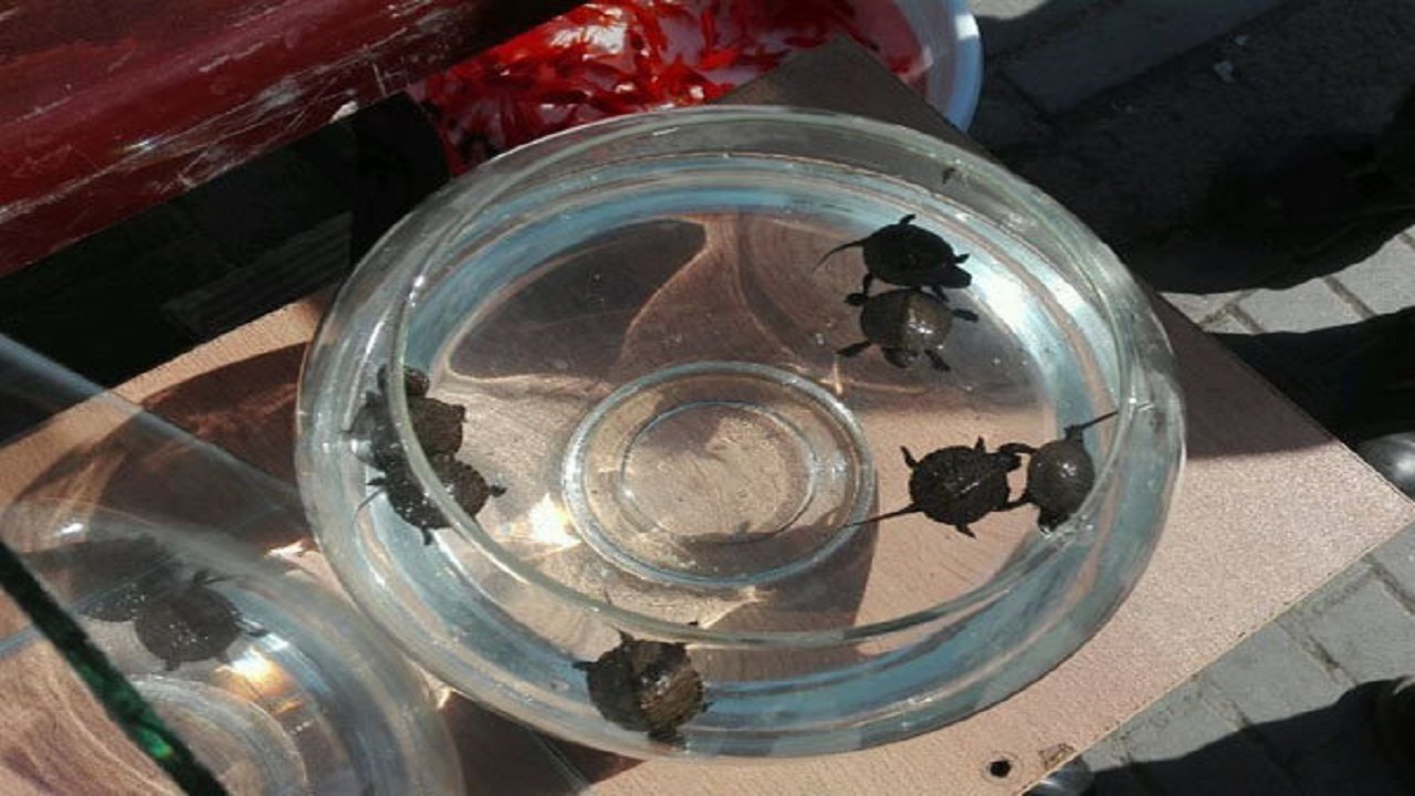 خرید و فروش گونه‌های حیات وحش در ایام نوروز ممنوع است