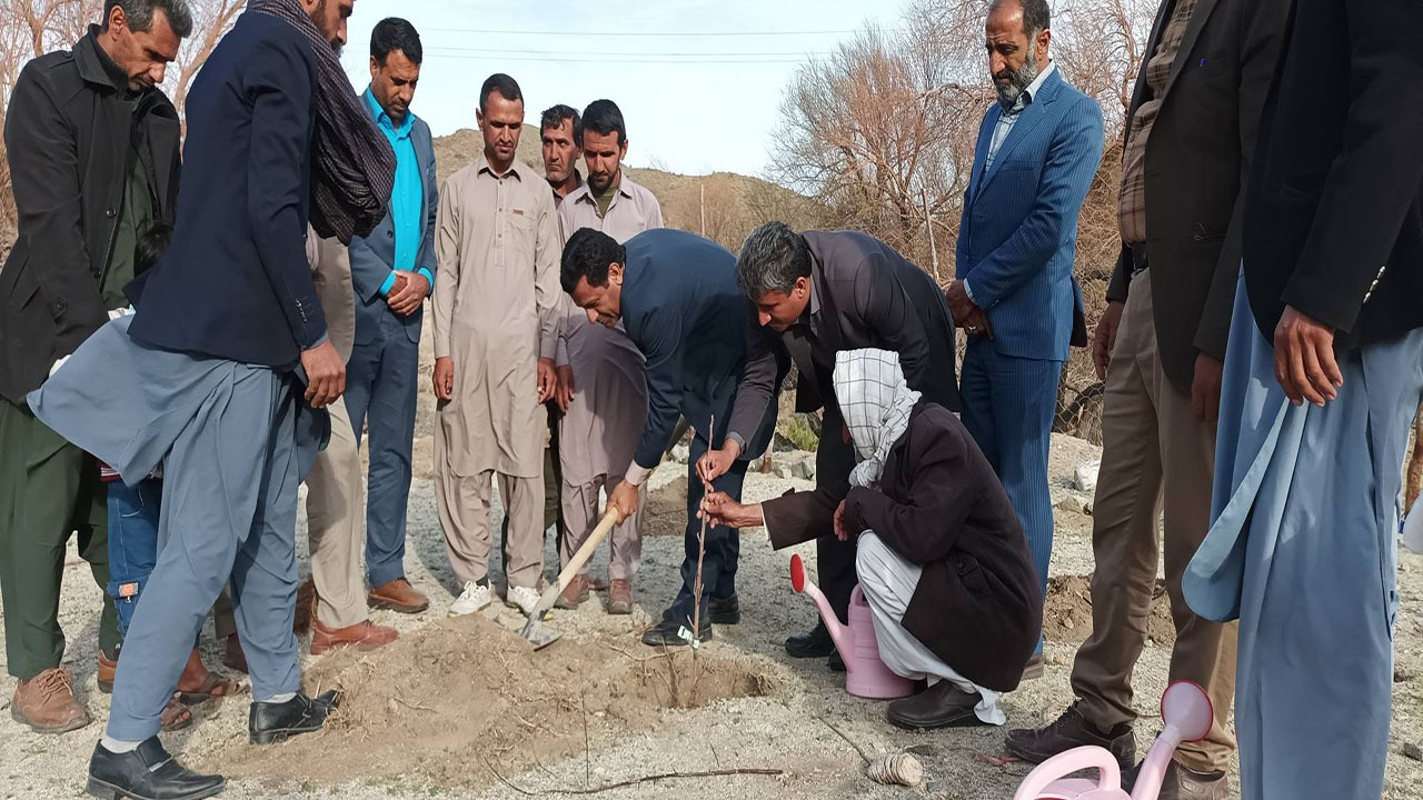 کشت ۵ هزار اصله نهال در مناطق کوهستانی ریگان 