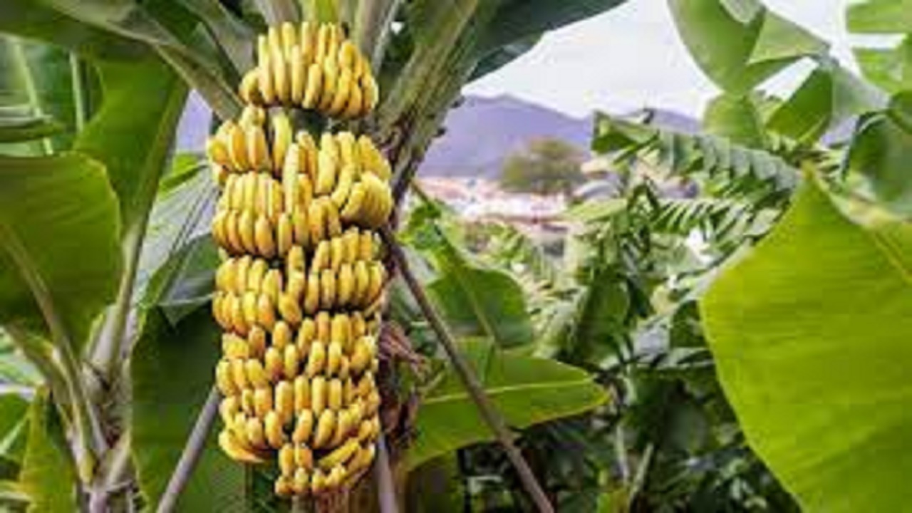 کشت موز به روش آبیاری قطره‌ای در شهرستان زرآباد