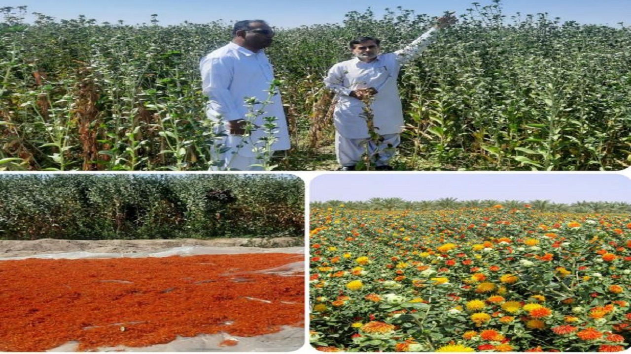 برداشت گلرنگ ۳۵ هکتار از مزارع کشاورزی شهرستان دشتیاری