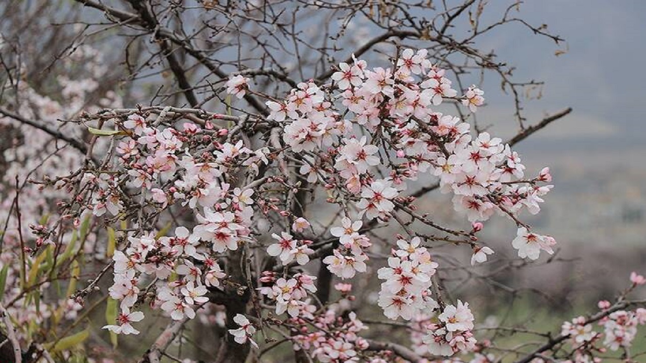 پهن شدن چتر شکوفه‌های درختان بادام در روستای ظفرآباد + فیلم