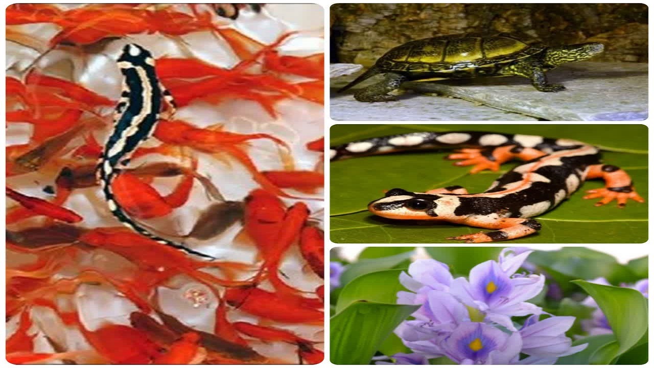 برخورد با عرضه کنندگان گونه‌های گیاهی و جانوری وحشی در گیلان