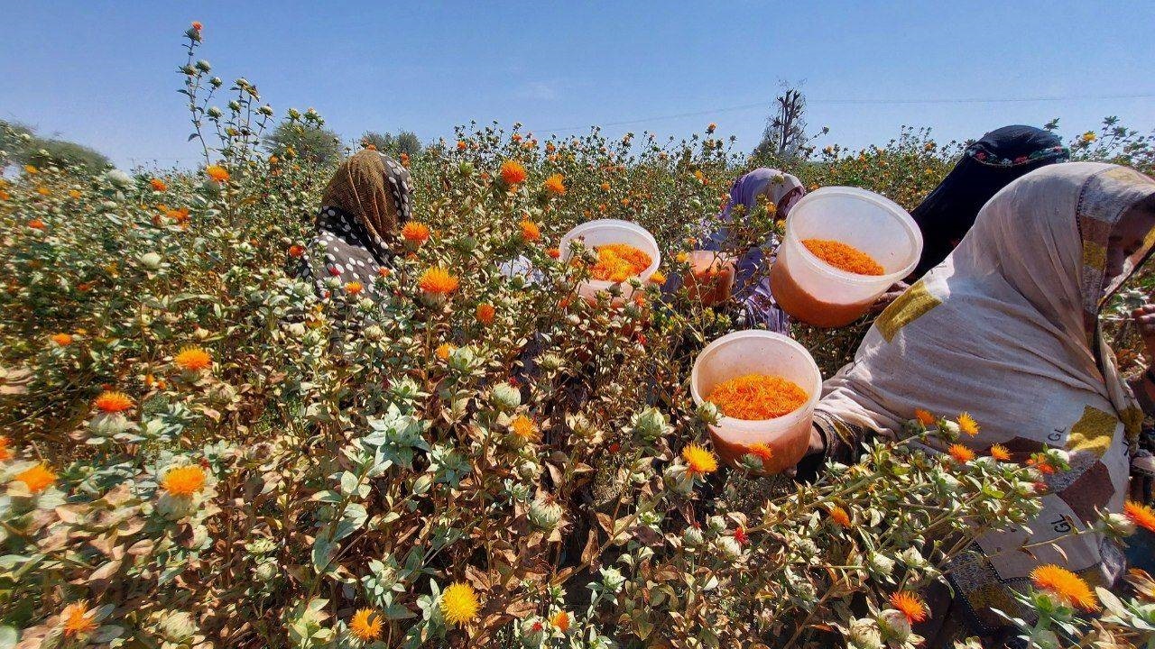 برداشت گلچه‌های گلرنگ مزارع سیستان وبلوچستان از شهرستان دشتیاری آغازشد