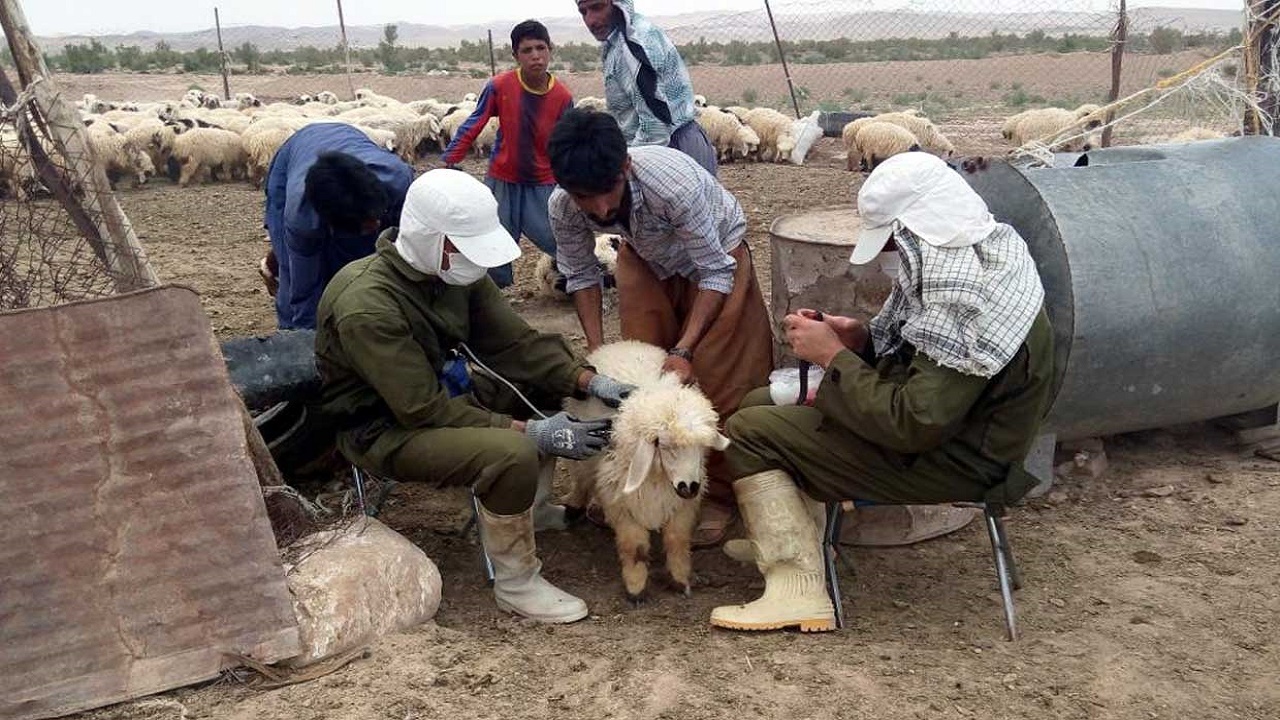 اجرای طرح پایش سرمی بروسلوز دامی در ۳۲۵ روستای کهگیلویه