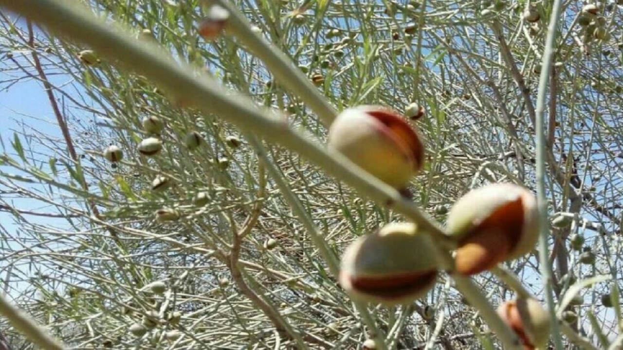 ۱۰ هکتار از اراضی ملی چهارمحال و بختیاری زیر کشت بادام کوهی می‌رود