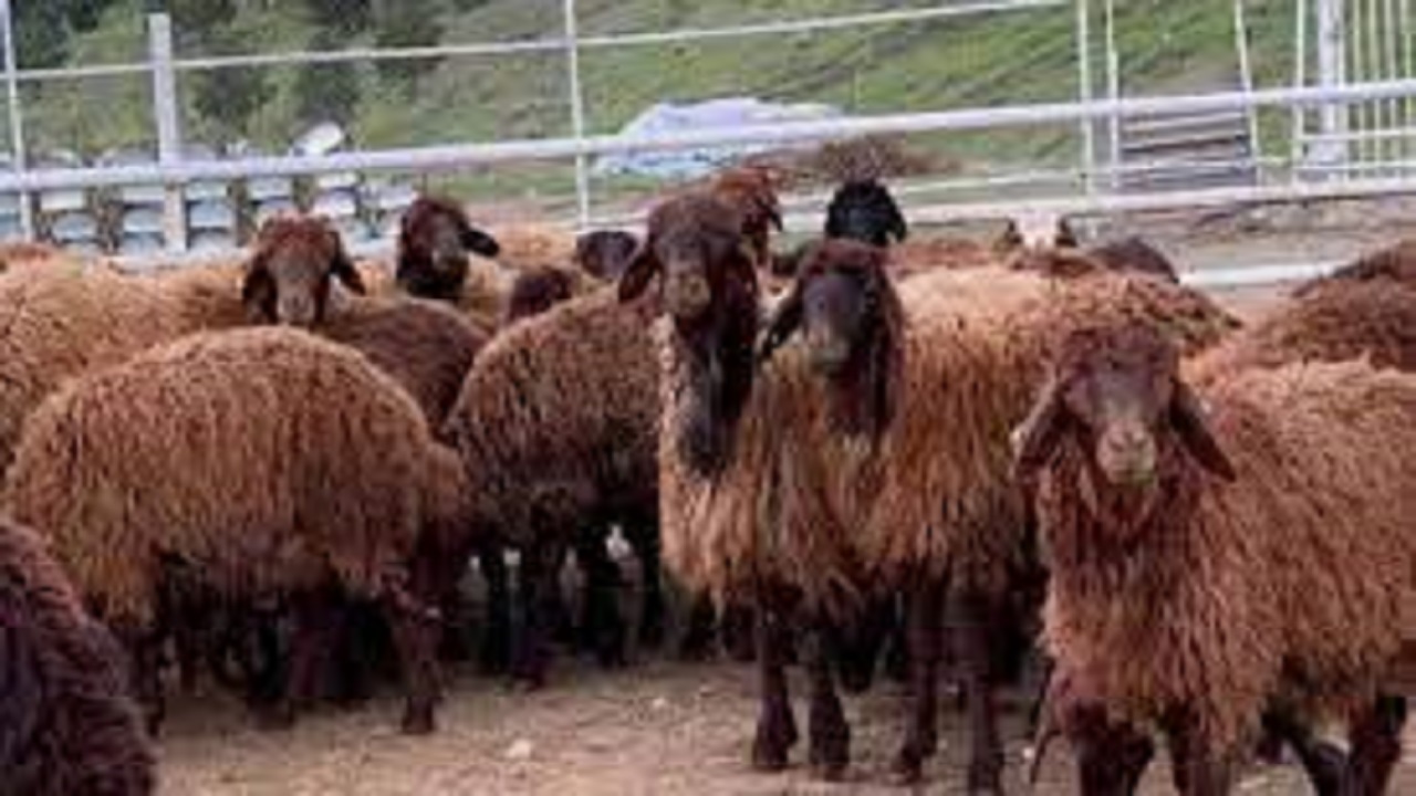فراوانی تب مالت در ۱۵ روستای شهرستان بهار