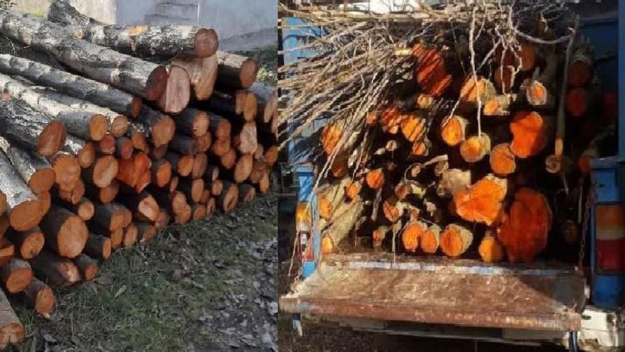 کشف بیش از ۱۵ تن چوب قاچاق در صومعه سرا