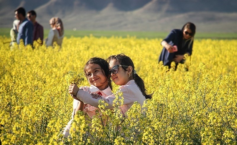 مزرعه طلایی کلزا در تربت جام+تصاویر