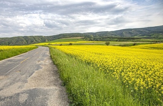 مزرعه طلایی کلزا در تربت جام+تصاویر